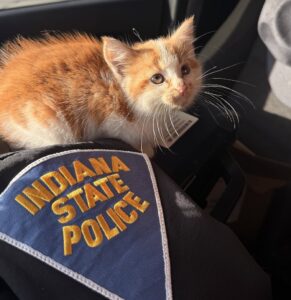 INDY KITTY