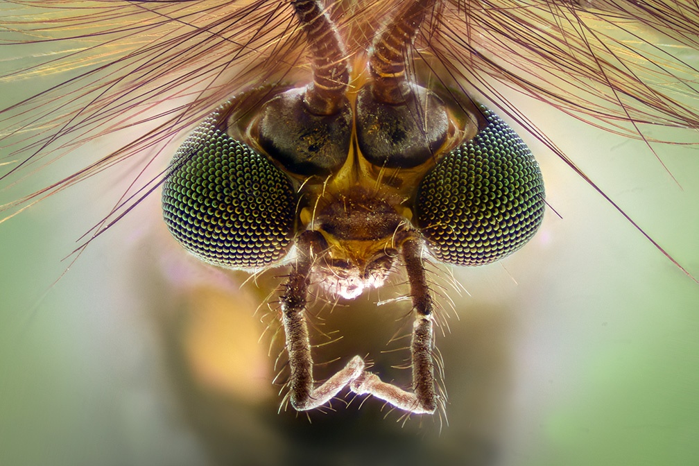 Debug: Google’s mosquito project sparks big questions - TheTrucker.com