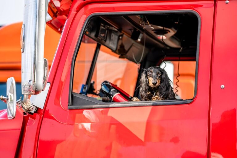 CBP: Even U.S. origin dogs must be inspected for re-entry from Mexico