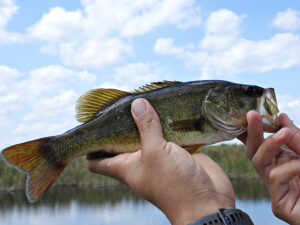 Bass iStock 2266664182 web