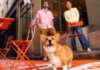 Corgi Insurance Hero Image