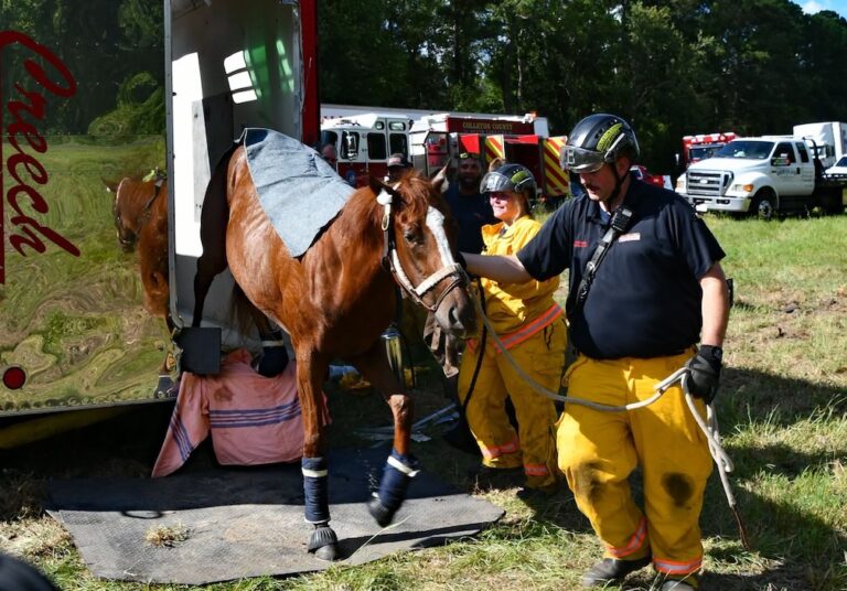 South Carolina firefighters rescue racehorse after semi-truck crash on I-95