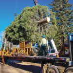 Every year, a different national forest is selected to provide a tree to display on the grounds of the U.S. Capitol building. The 2020 tree, a 55-foot Engelmann Spruce, was harvested Nov. 6 in Colorado’s Uncompahgre National Forest. (Courtesy: James Edward Mills)