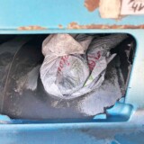 This rig is missing one of its saddle tank caps — a violation found during this week's International Road Check of commercial motor vehicles. (Courtesy: Iowa Department of Public Safety Motor Vehicle Enforcement) 281833393 373019061536400 9084705669308292262 n