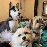 There's plenty of space in the oversized Volvo sleeper for the Baums and three furry friends. (Courtesy: Larry and Angie Baum)